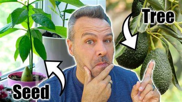 How do I know if my avocado tree is healthy?