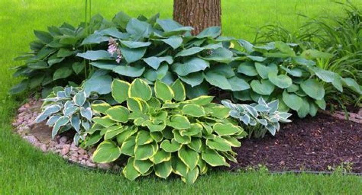 How do you keep hostas good?