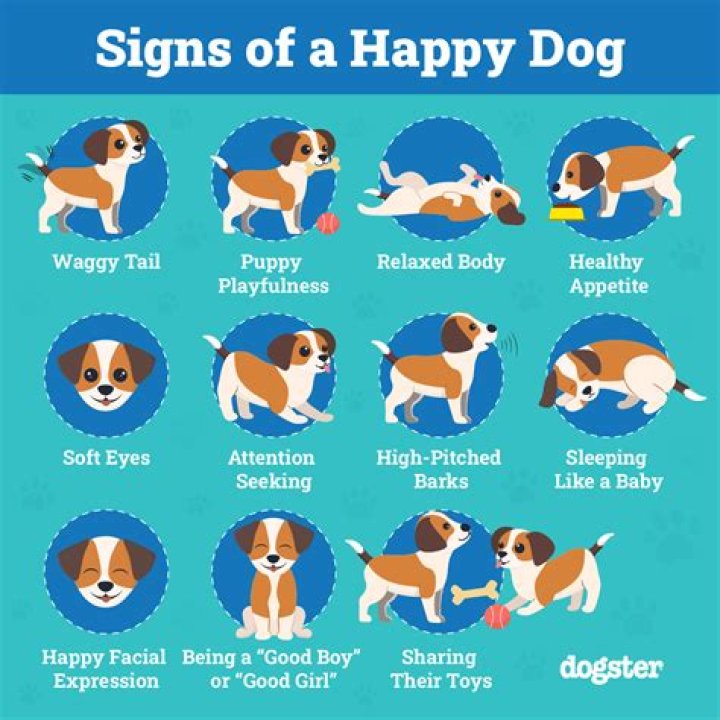 How do you know if a puppy is playing or aggressive?