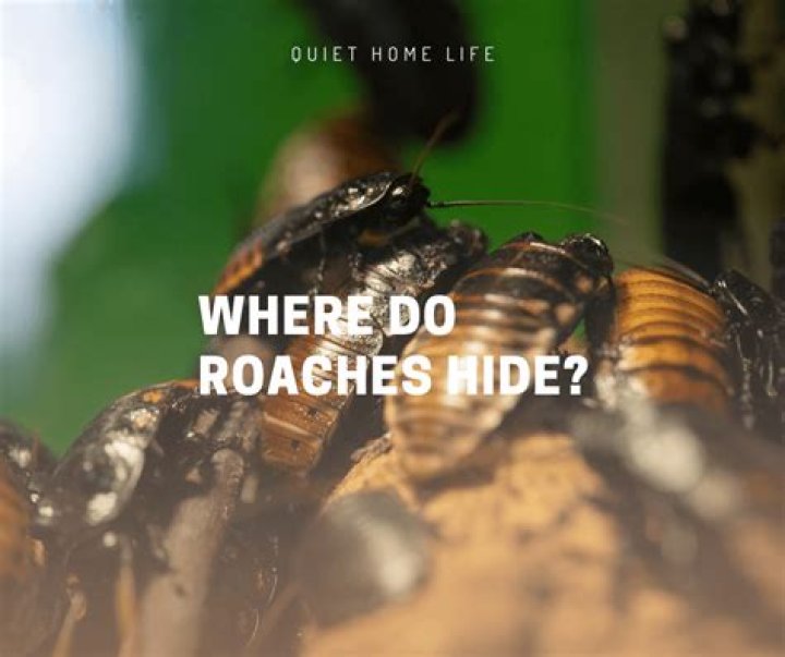 How do you make roaches come out of hiding?