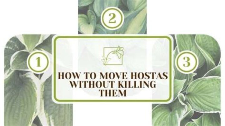 How do you move hostas without killing them?