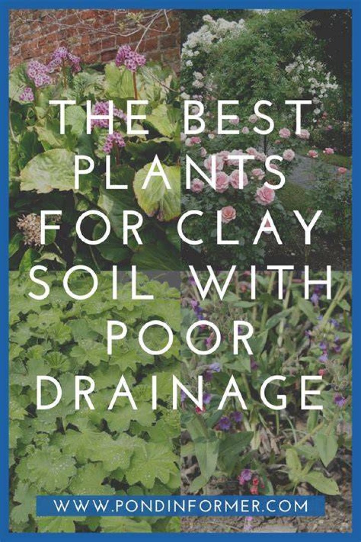 How do you plant in poor draining soil?