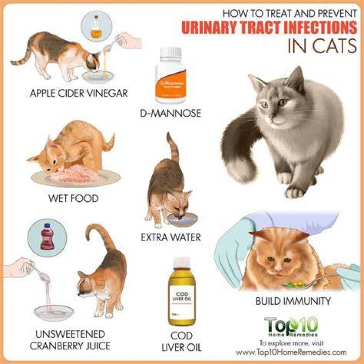 How do you prevent urinary blockage in cats?