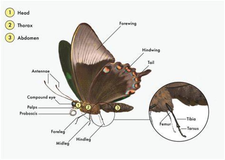 How does a butterfly pee?