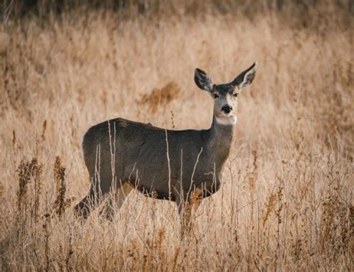 How far can a deer hear you?