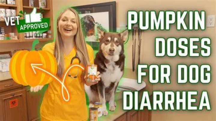 How fast does canned pumpkin helps a dog?