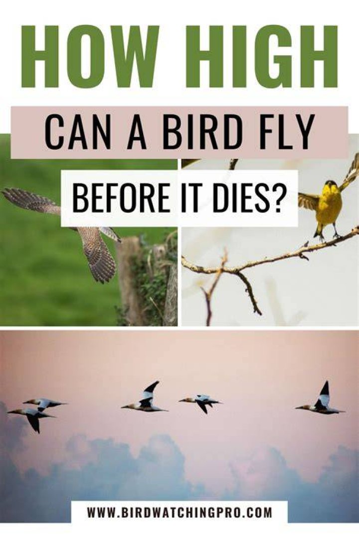 How high can a bird fly before it dies?