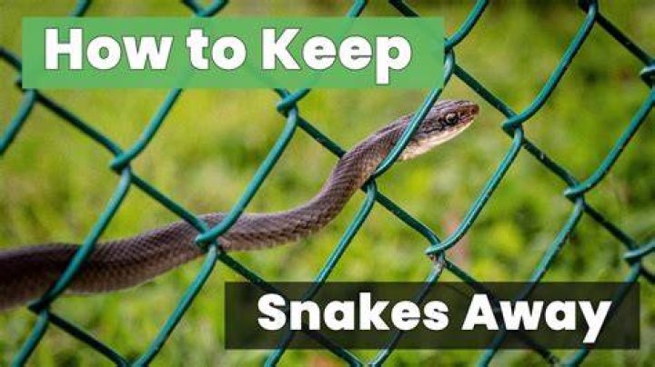 How long can a snake stay in a house?