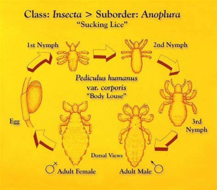 How long can lice live on bedding?