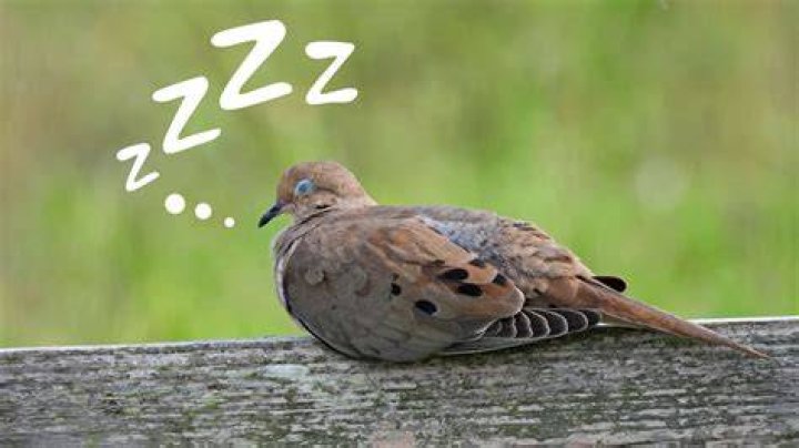 How long do birds sleep for?