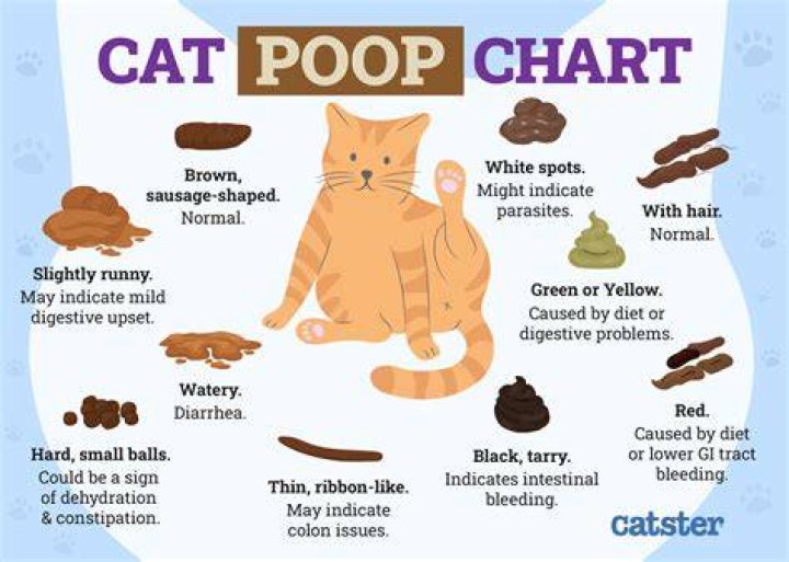 How long does it take cat poop to decompose?