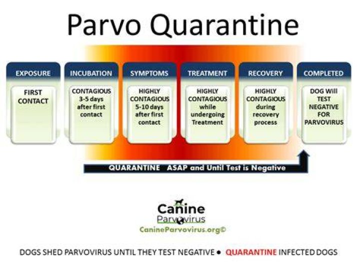 How long is parvo contagious?