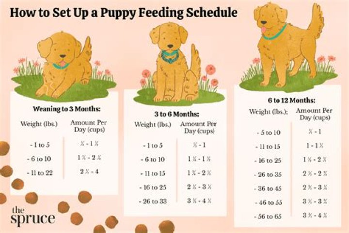 How many Poos should a 3 month old puppy do?