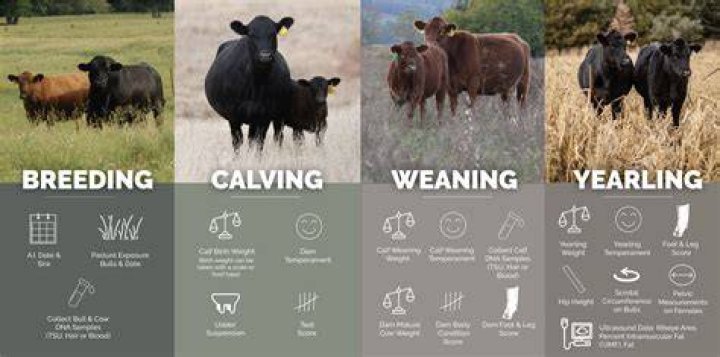 How much are bred heifers worth?