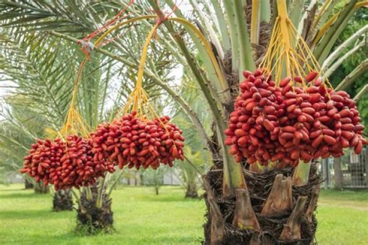 How much Borax do I put in a palm tree?