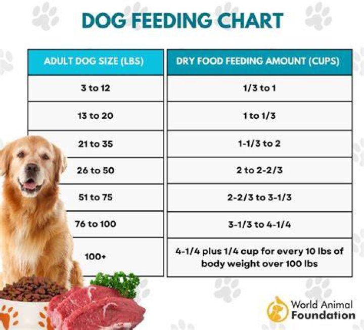 How much porridge can I give my dog?