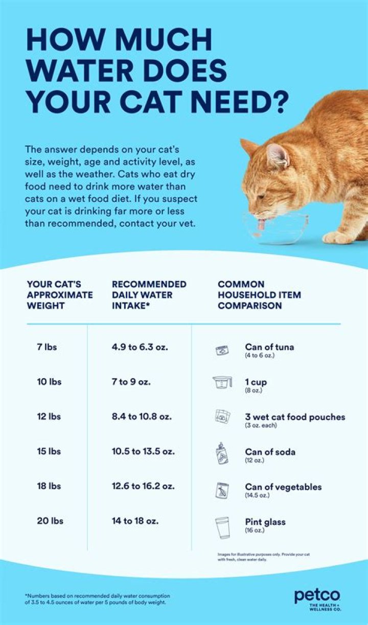 How much water should a cat drink in 24 hrs?