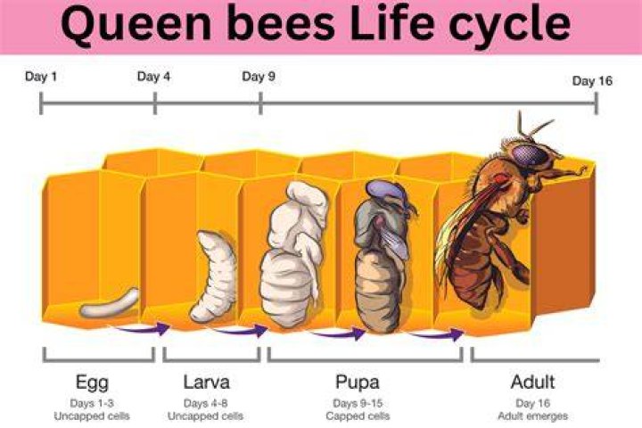 How often is a queen bee born?