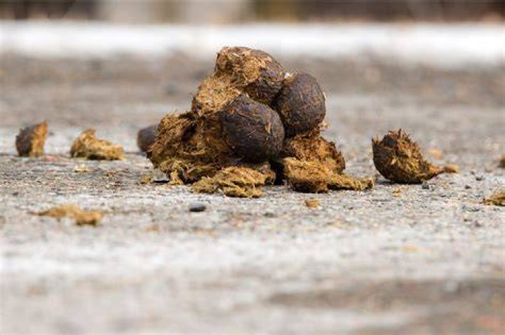 How often should you pick up horse droppings from the field?