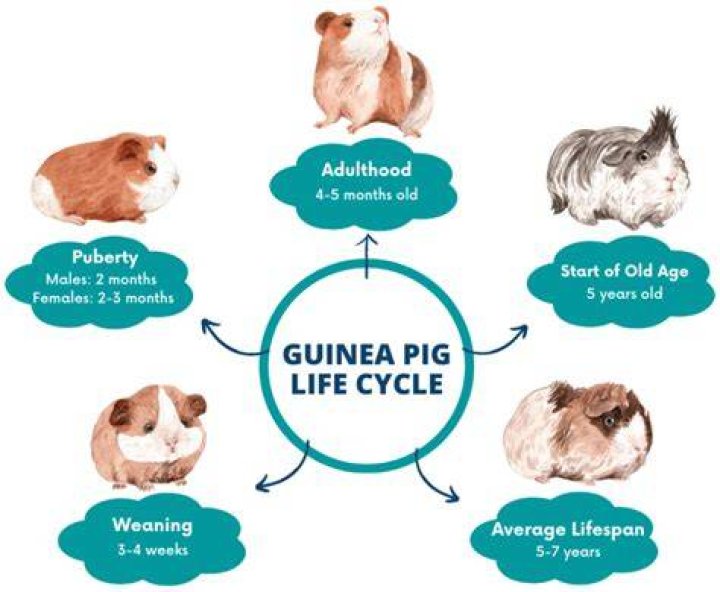 How old is an old guinea pig?