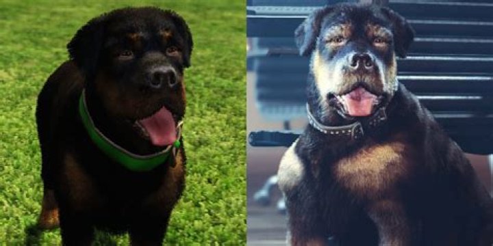 How old is chop now?