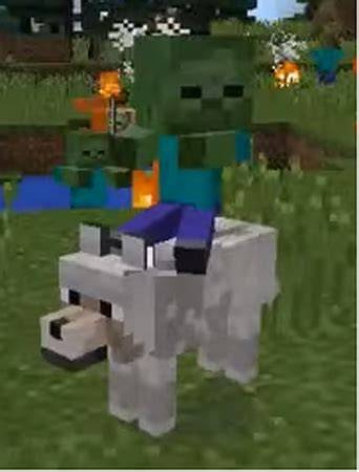 How rare is a wolf jockey?