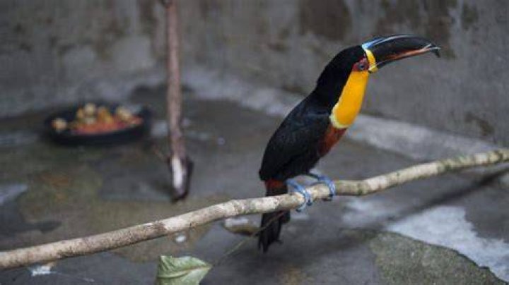 Is a toucan extinct?