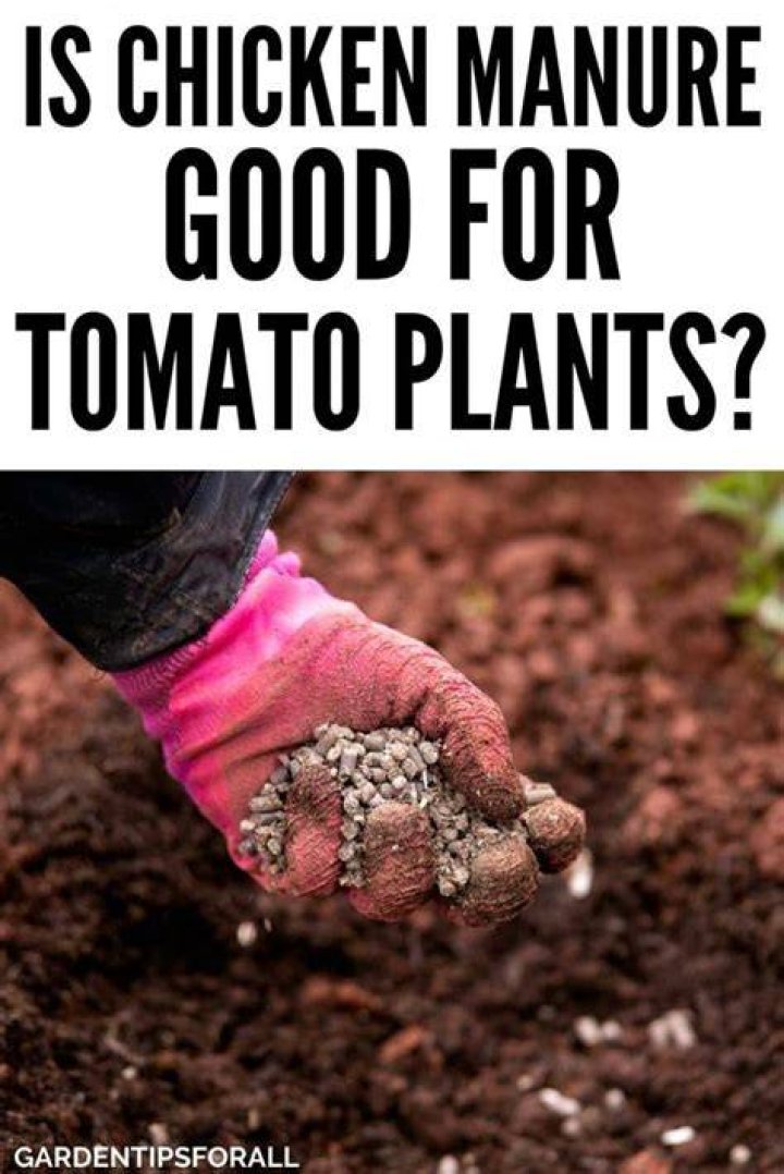 Is chicken manure good for tomatoes?