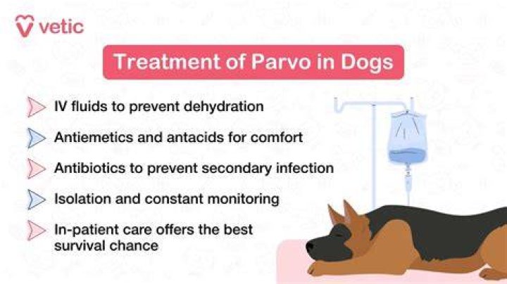 Is coconut water good for dogs with parvo?
