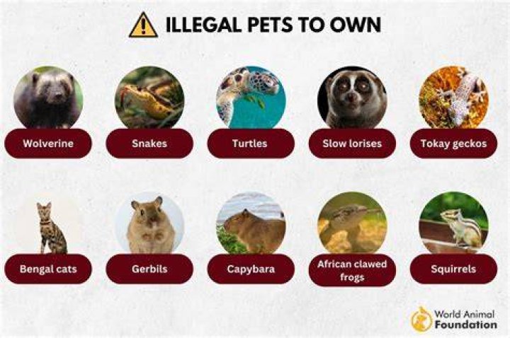 Is it illegal to own an Oscar?