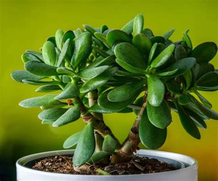 Is Jade plant indoor?