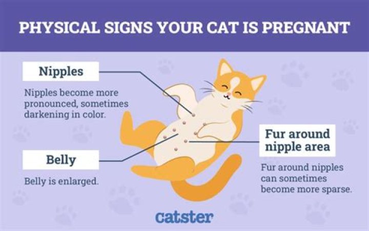 Is my cat getting fat or pregnant?