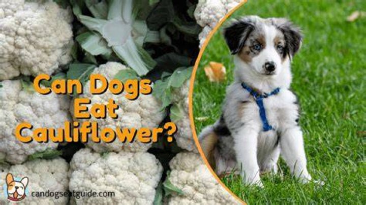 Is raw cauliflower good for dogs?