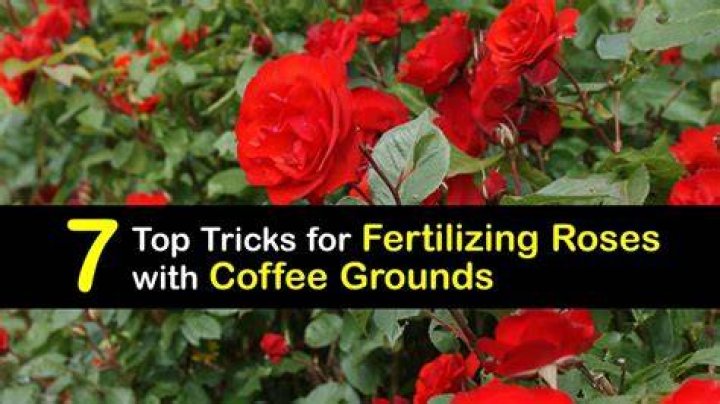 Is raw egg good for rose plants?
