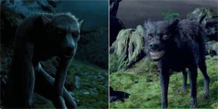 Is Sirius Black a werewolf?