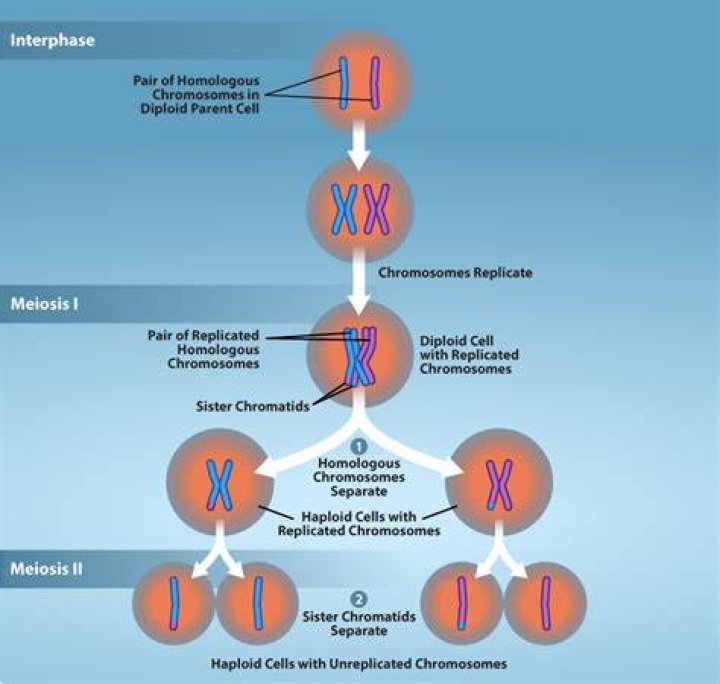 Is true or false that replication of DNA occurs before the start of meiosis I and again before meiosis II?
