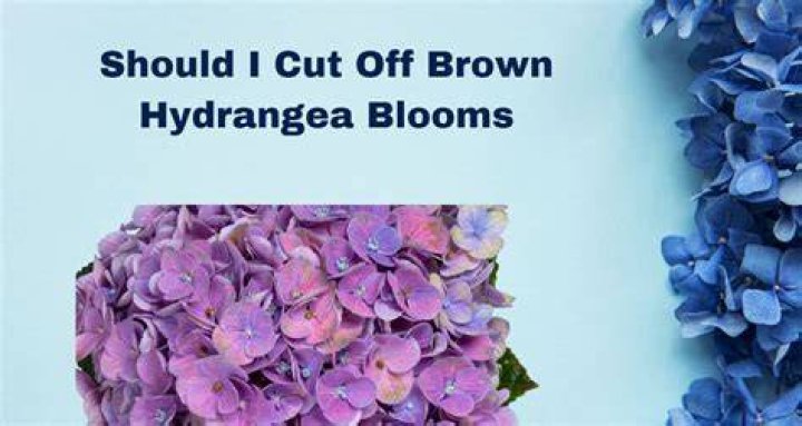 Should I cut off Brown hydrangea blooms?