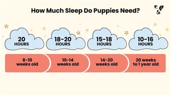Should I let my 8 week old puppy sleep with me?
