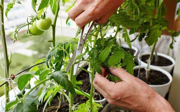 Should I remove lower leaves on tomato plants?