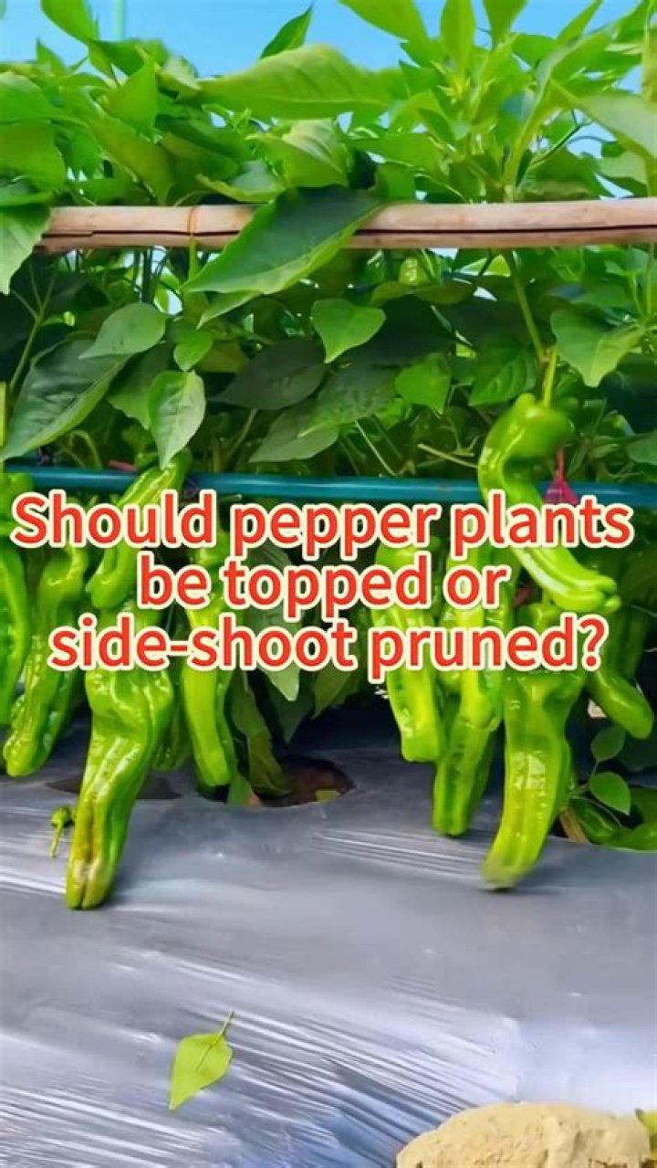 Should pepper plants touch each other?