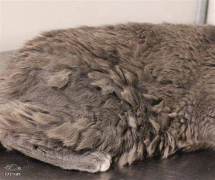 Should you cut your cats fur?