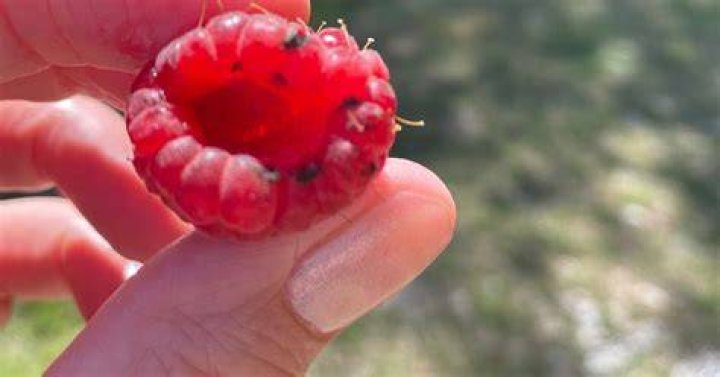 What are the black dots inside raspberries?