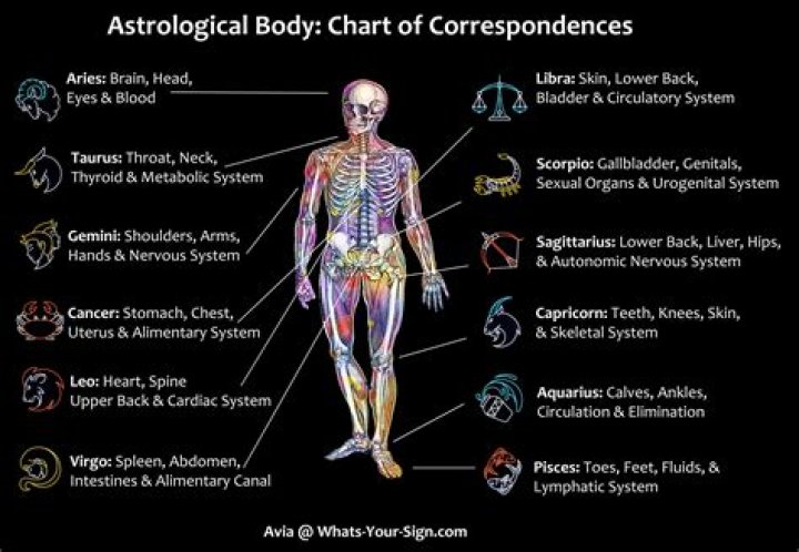 What body part is only found on humans?
