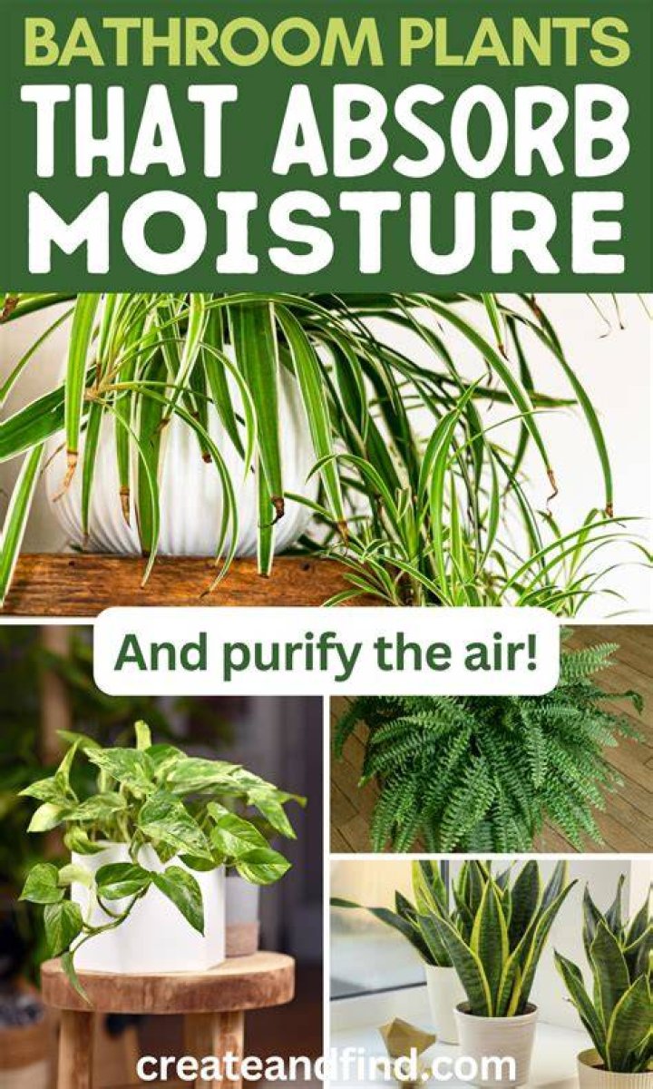 What can I add to absorb moisture?