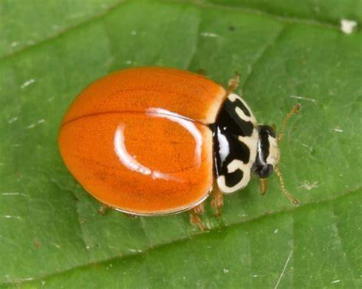 What Colour ladybug is poisonous?