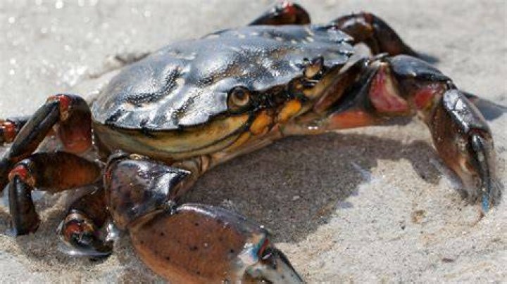 What do crabs feel like?