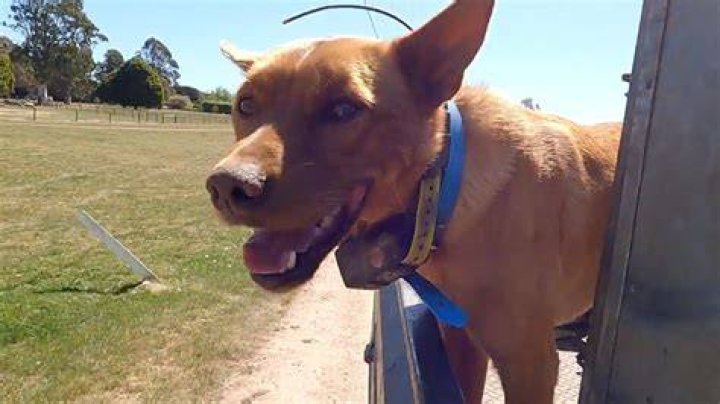 What do they call a dog in Australia?