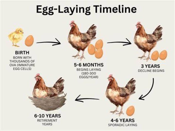 What does a chicken do before it lays an egg?
