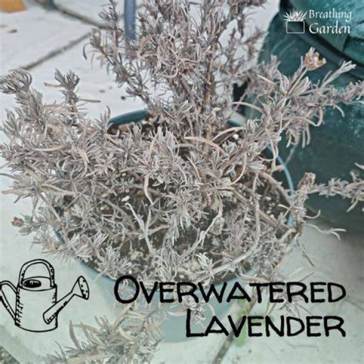 What does an overwatered lavender look like?
