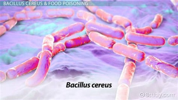 What does Bacillus cereus smell like?